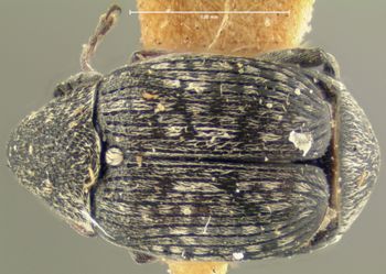 Media type: image;   Entomology 8204 Aspect: habitus dorsal view